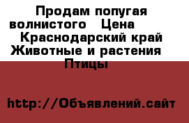 Продам попугая волнистого › Цена ­ 600 - Краснодарский край Животные и растения » Птицы   